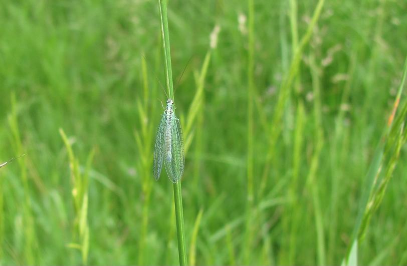 Chrysopa perla?  S